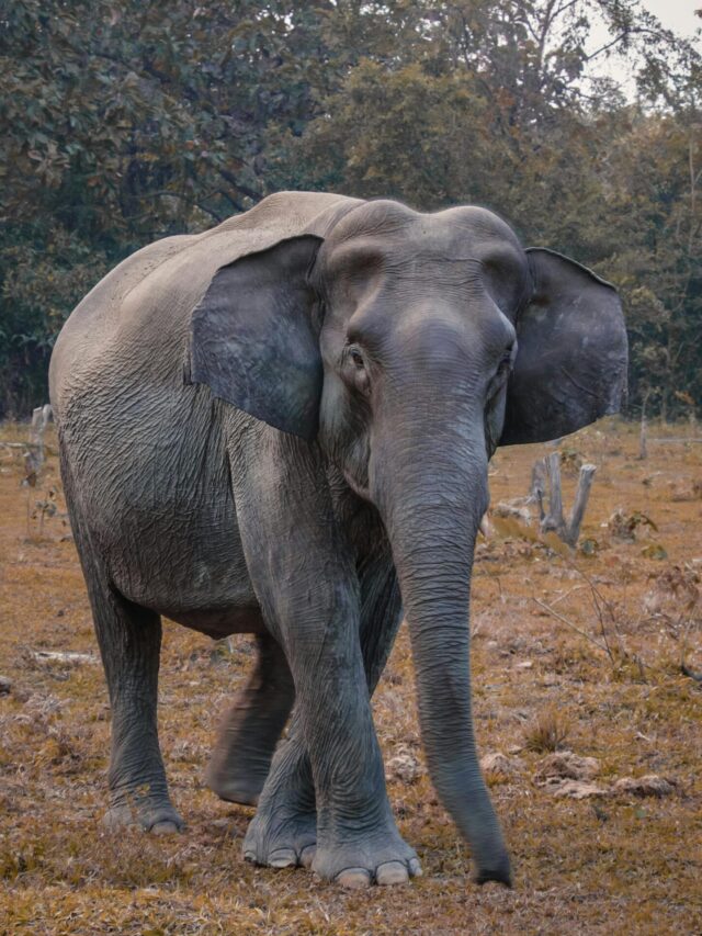 Interesting Facts About Elephants